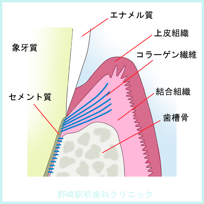 歯周組織図
